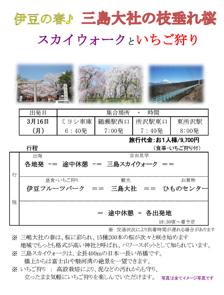 伊豆の春♪ 三島大社の枝垂れ桜　スカイウォークといちご狩り